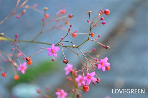 三時花|ハゼランとは？育て方・栽培方法 